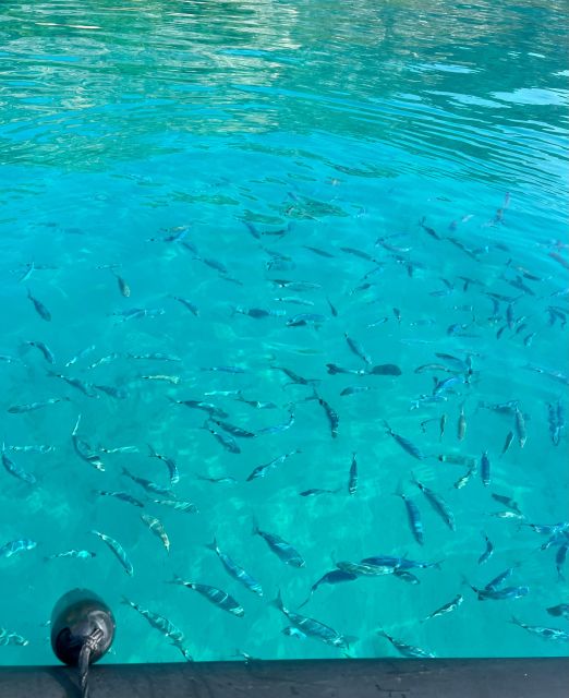 Balade en mer de Villefranche sur Mer & stop baignade - La Réserve de la Mala: The Cave Swim and Marine Life Time