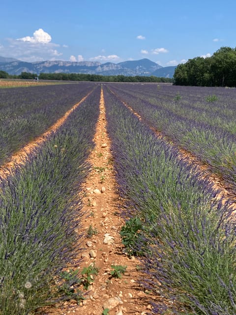 Bespoke Luxury Sightseeing Experiences - Purple Tour: Lavender Country, Castellane, Verdon, and Moustiers Ste Marie