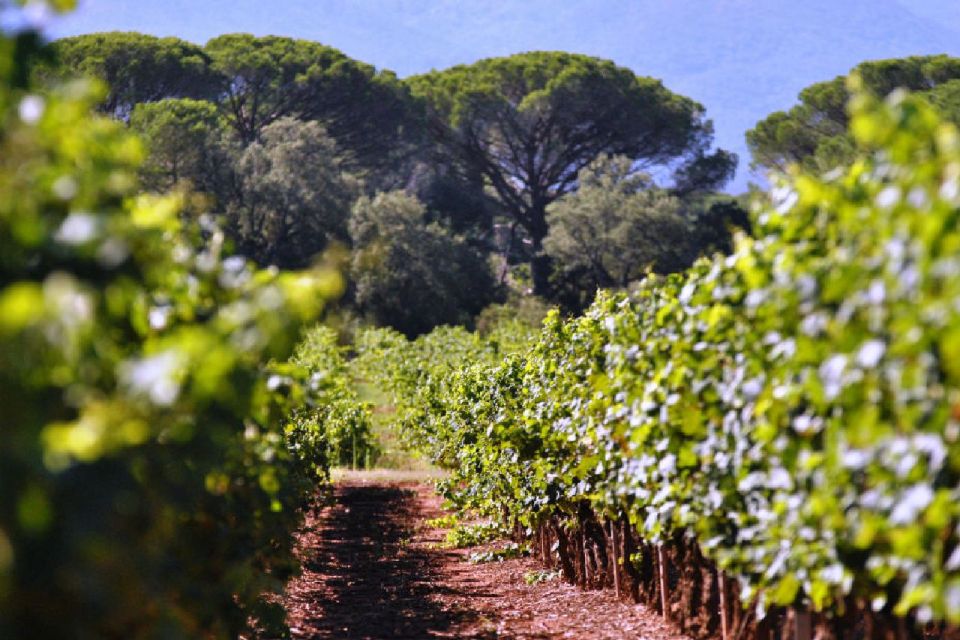Calanques of Cassis, Aix-en-Provence & Wine Tasting Day Tour - The Massif des Calanques Boat Cruise: What You’re Actually Buying
