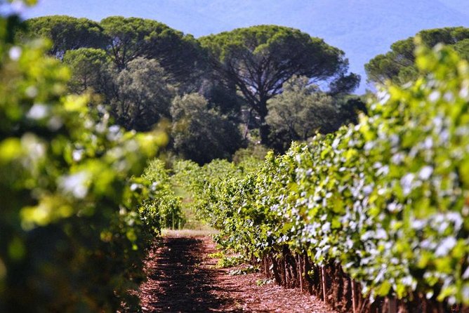 Calanques of Cassis, Aix-en-Provence & Wine Tasting Private Tour - Parc national des Calanques by small boat: the 45 minutes that do the heavy lifting