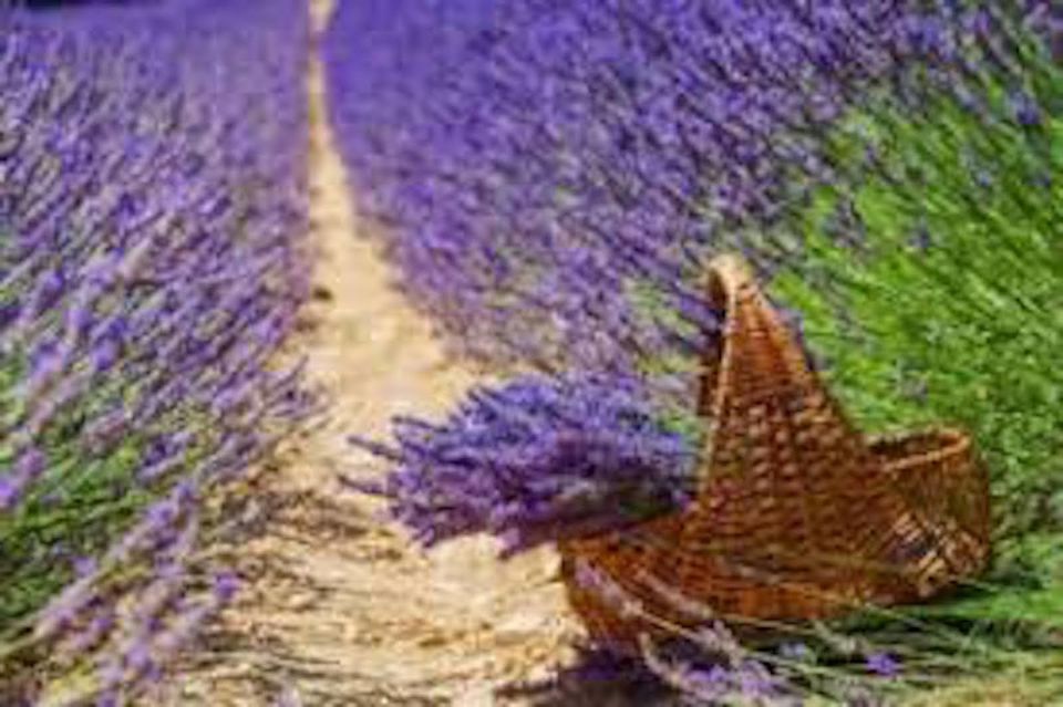 From Nice: Full-Day Provence and Lavender Tour - The Tour Style: Guided Stops Plus Independent Time