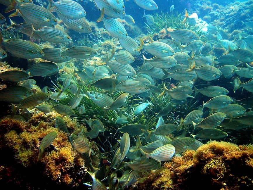 From Nice: Villefranche Bay Swimming & Snorkeling Boat Tour - A Boat Ride Off Nice That Actually Lets You Snorkel