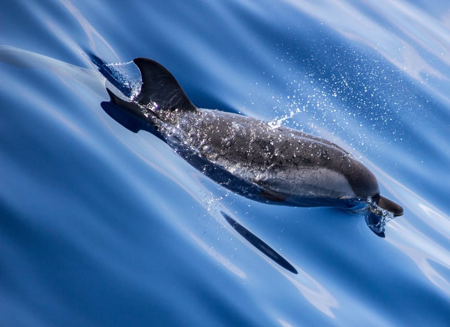 From Villefranche-sur-Mer: Guided Dolphin-Watching Tour - On the water: what the dolphin search actually feels like