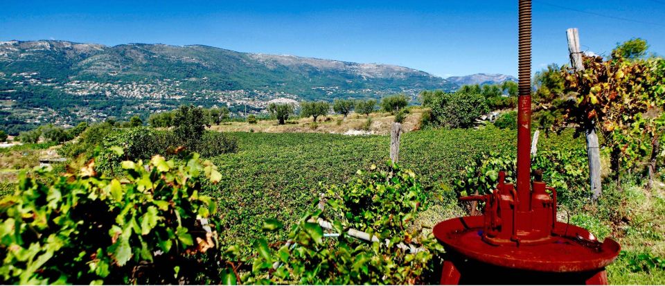 Full-Day Wine Tour in Bellet & Saint-Paul de Vence From Nice - Price and value: is $194 per person fair?