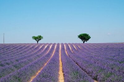 GUIDED TOUR: Lavender fields, the Gorges du Verdon - Price and value: what $134.31 really buys