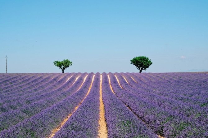 GUIDED TOUR: Lavender fields, the Gorges du Verdon - Price and value: what $134.31 really buys