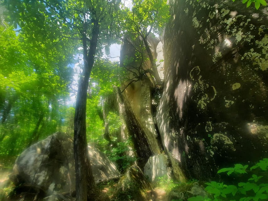 Mountain Train Experience: Hike & Mystic Forest (From Nice) - FAQ