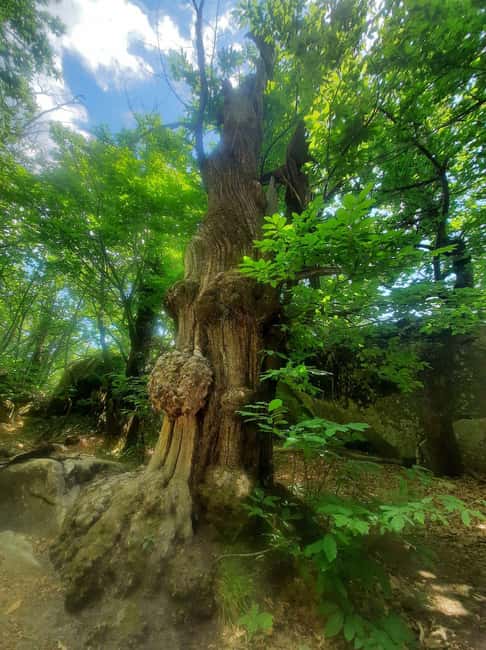 Mountain Train Experience: Hike & Mystic Forest (From Nice) - Who Should Book This Alps Train Hike?