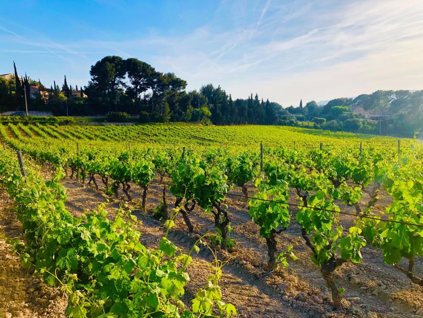 Private Day Trip to Provence and Lavender Fields - Lavender fields in bloom: timing is everything
