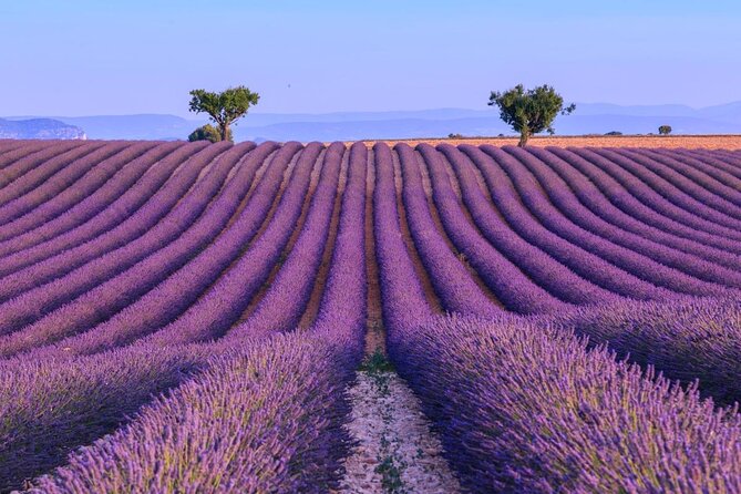 Private Tour of Gorges of Verdon and Fields of Lavender in Nice - Key things I’d notice before you book