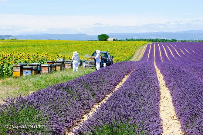 Private Tour of Gorges of Verdon and Fields of Lavender in Nice - Who should book this tour, and who should think twice?