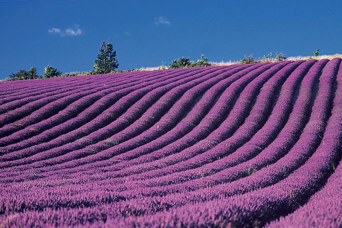 Provence and Lavender - private & Guided Full Day Tour - The Day’s Pace: Comfortable Driving, Photo-Friendly Stops