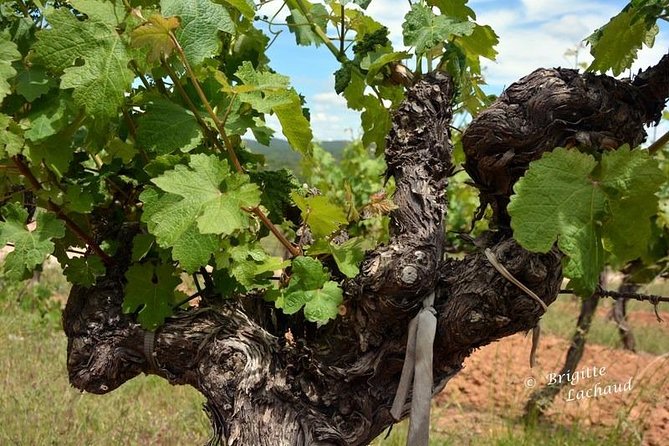 Provence Private Full Day Wine Tour with Wine Tasting - Tastings you can actually understand (not just sip)