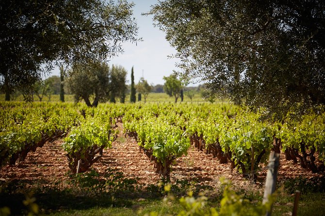 Provence Private Full Day Wine Tour with Wine Tasting - Who should book this Provence wine tour?