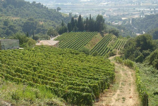 Provence Sea & Countryside Full-Day Private Tour - Antibes: Picasso, the old town streets, and the yacht “billionaire’s pier”