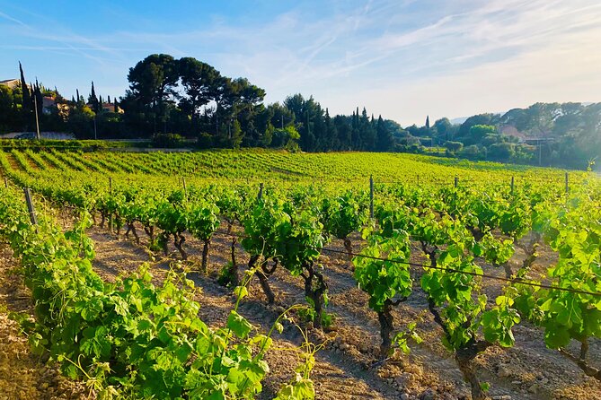 Provence, Vineyards and Lavender Fields Private Day Trip - Price and Value: When $1,265.99 Makes Sense