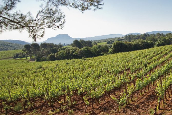 Provence Wine Tour - Private Day Tour from Nice - How The Day Tasting Works: About 15 Wines And A Real Learning Curve