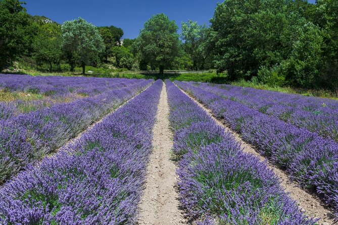 Verdon Canyon and its Lake Full Day Tour - Moustiers-Sainte-Marie: faience, amphitheater layout, and lavender views